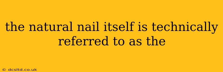 the natural nail itself is technically referred to as the