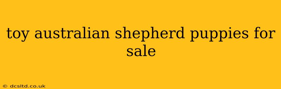 toy australian shepherd puppies for sale