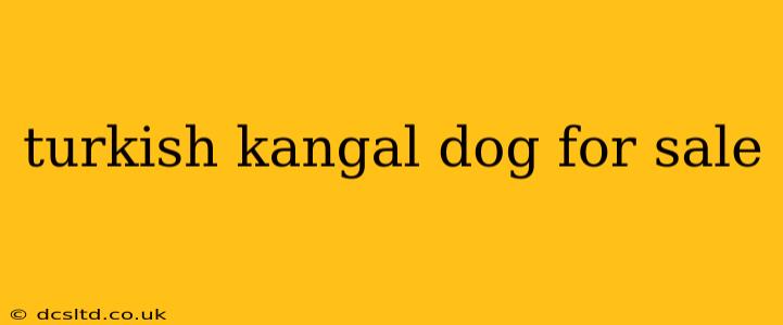 turkish kangal dog for sale