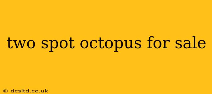 two spot octopus for sale
