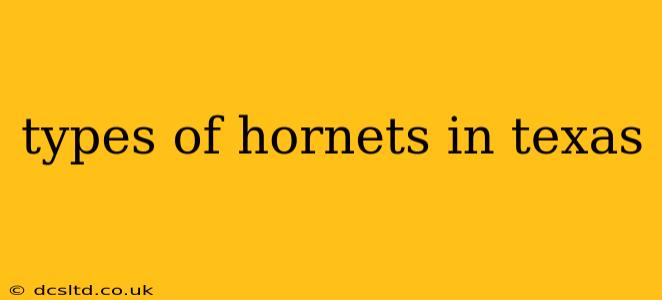 types of hornets in texas