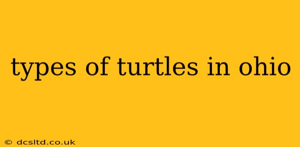 types of turtles in ohio