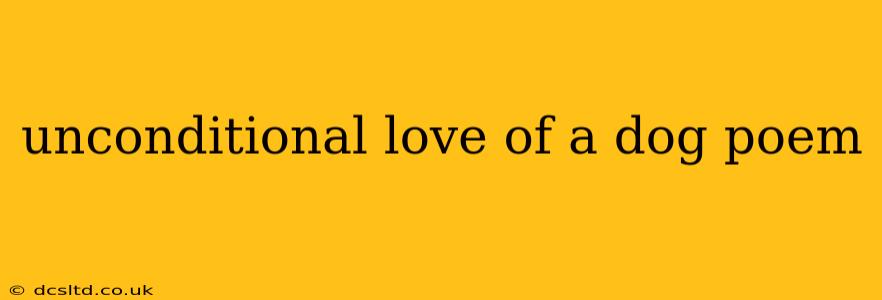 unconditional love of a dog poem