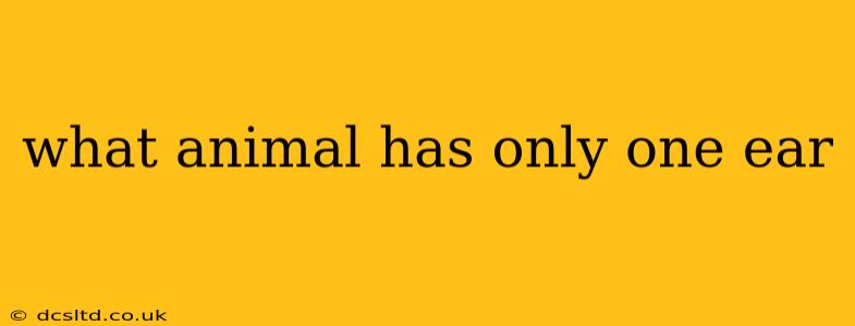 what animal has only one ear