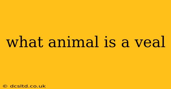 what animal is a veal