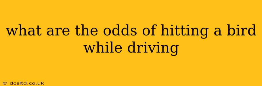 what are the odds of hitting a bird while driving