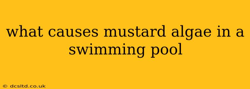 what causes mustard algae in a swimming pool