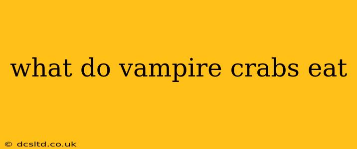 what do vampire crabs eat