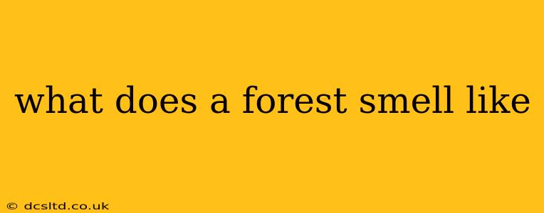 what does a forest smell like