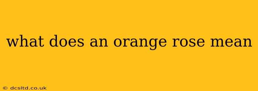 what does an orange rose mean