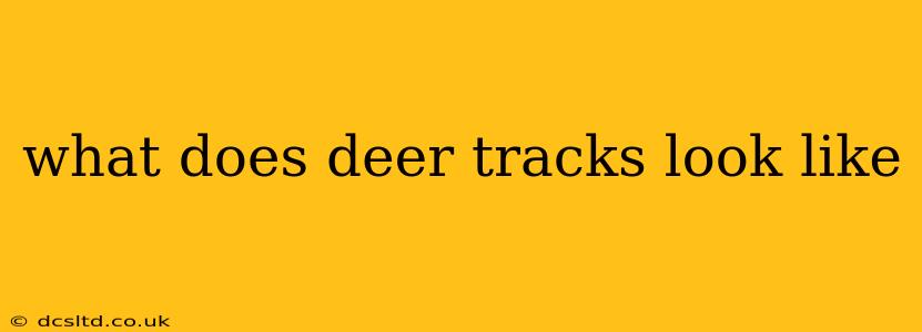 what does deer tracks look like