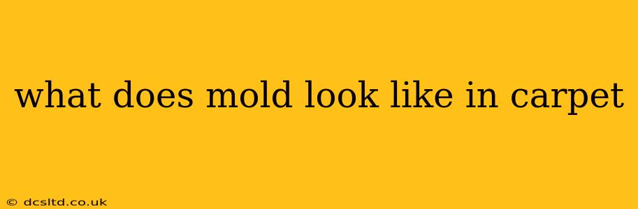 what does mold look like in carpet