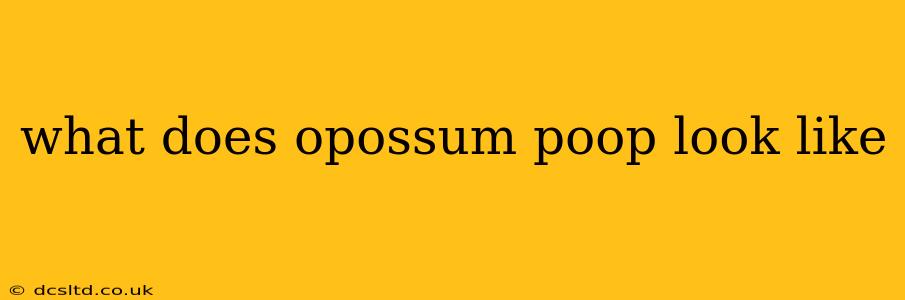 what does opossum poop look like