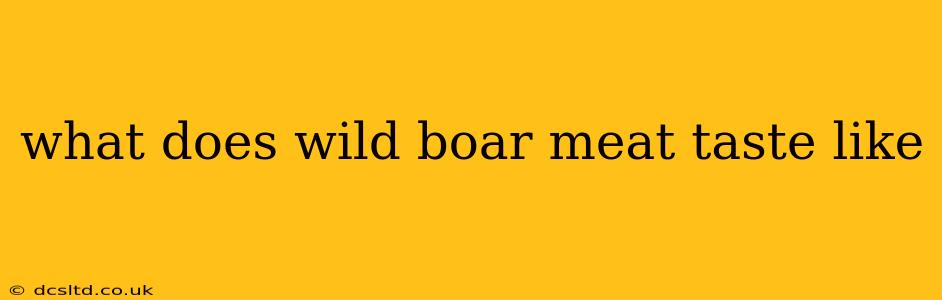 what does wild boar meat taste like
