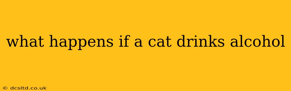 what happens if a cat drinks alcohol