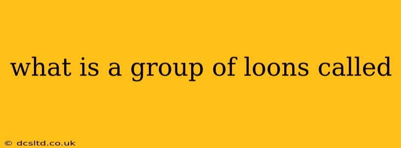 what is a group of loons called