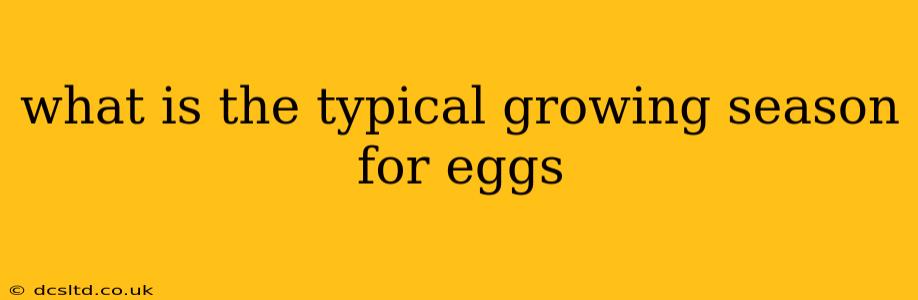 what is the typical growing season for eggs
