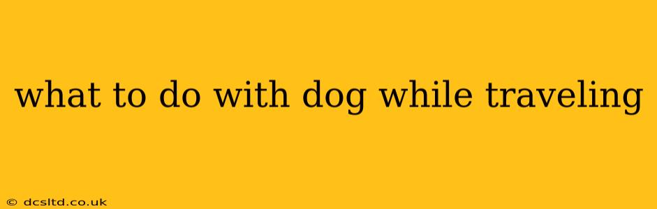 what to do with dog while traveling