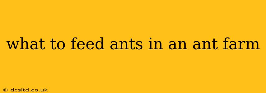 what to feed ants in an ant farm