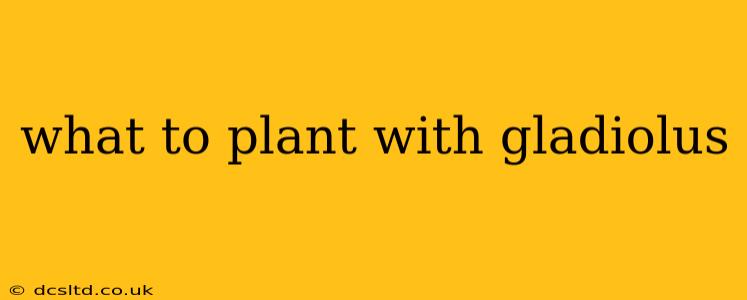 what to plant with gladiolus