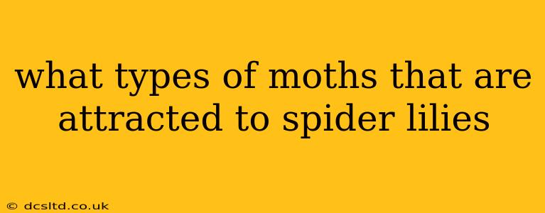 what types of moths that are attracted to spider lilies