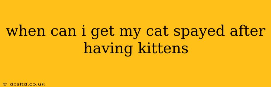 when can i get my cat spayed after having kittens