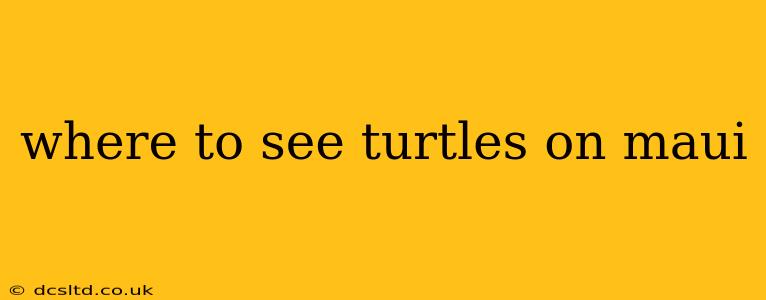 where to see turtles on maui