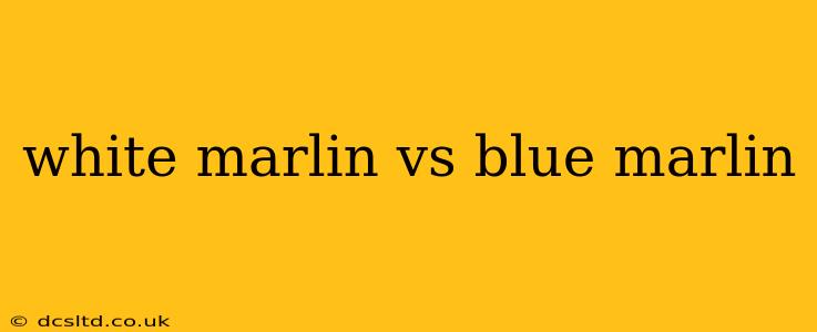 white marlin vs blue marlin