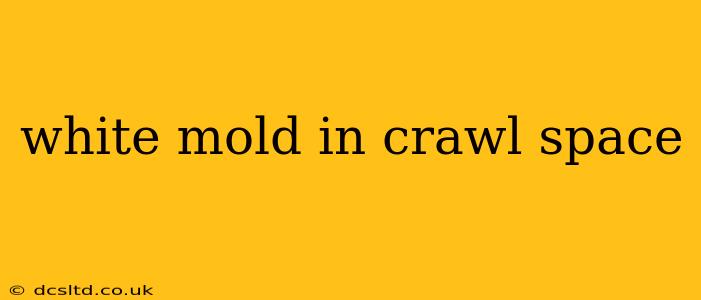 white mold in crawl space