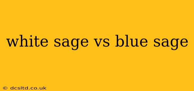 white sage vs blue sage