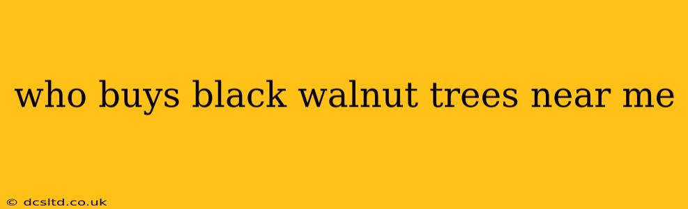 who buys black walnut trees near me