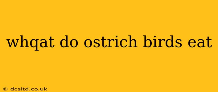 whqat do ostrich birds eat