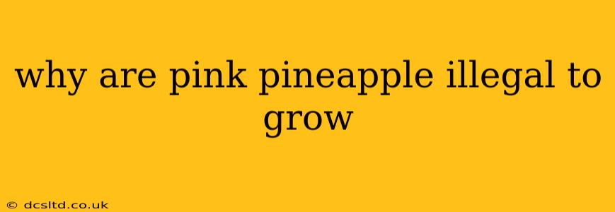 why are pink pineapple illegal to grow