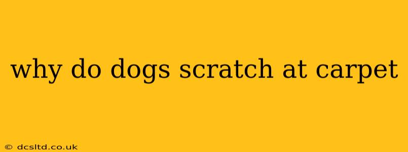 why do dogs scratch at carpet