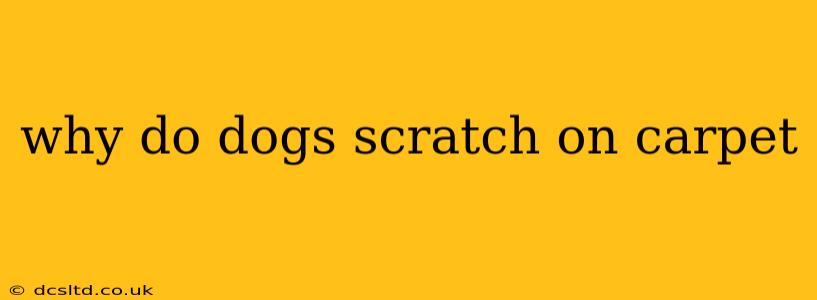 why do dogs scratch on carpet