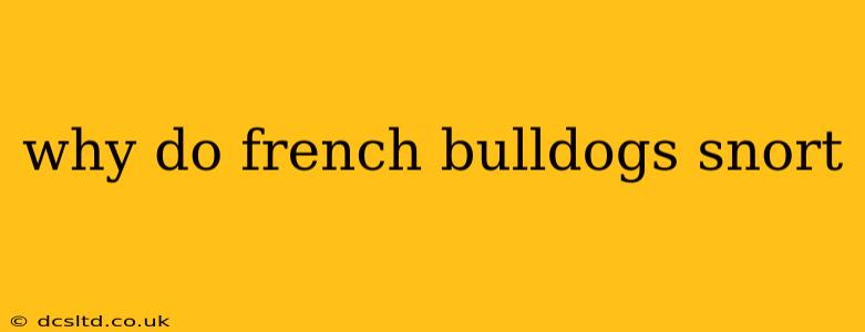 why do french bulldogs snort