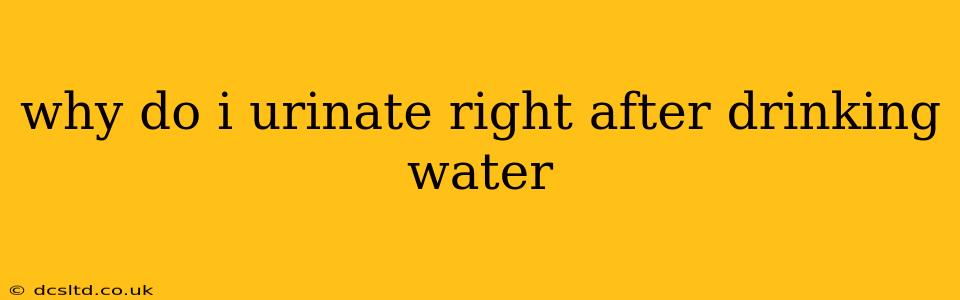 why do i urinate right after drinking water