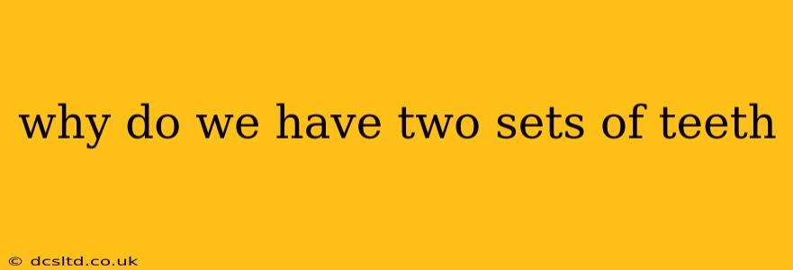 why do we have two sets of teeth