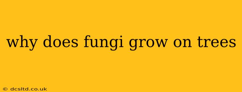 why does fungi grow on trees