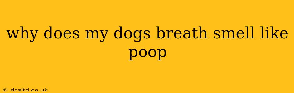 why does my dogs breath smell like poop