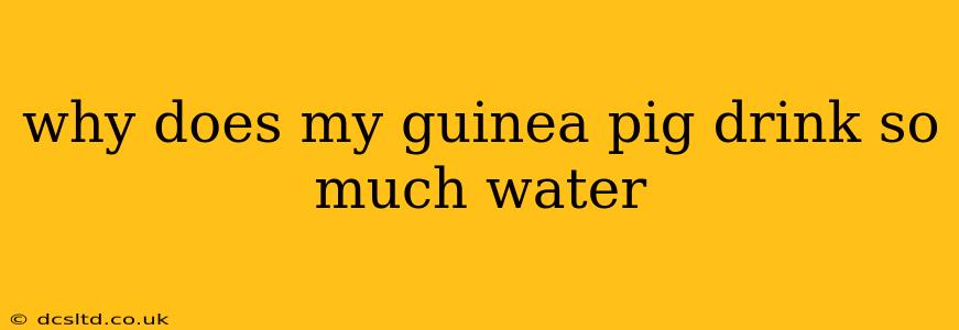 why does my guinea pig drink so much water