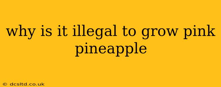 why is it illegal to grow pink pineapple