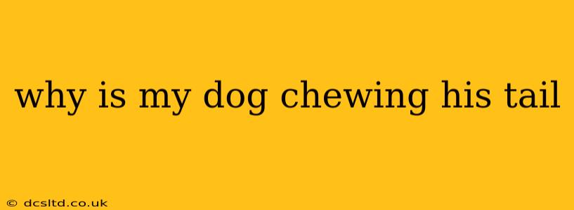 why is my dog chewing his tail