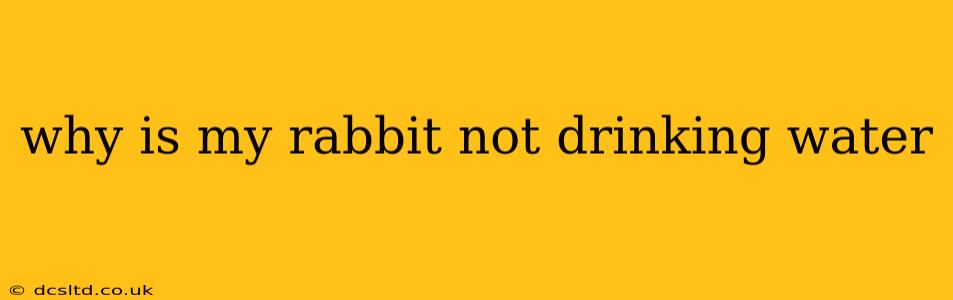 why is my rabbit not drinking water