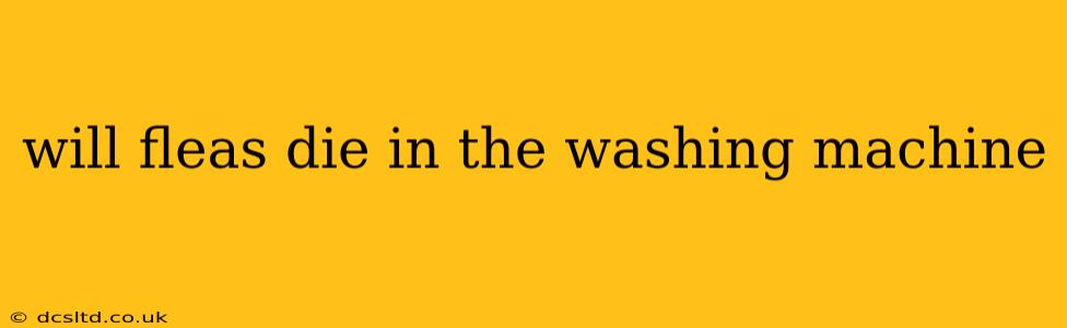 will fleas die in the washing machine