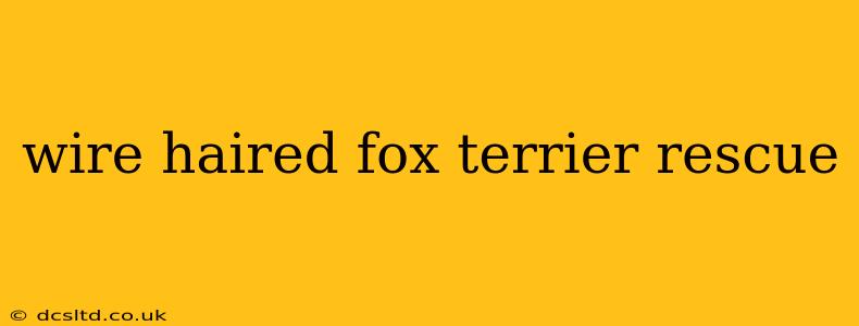 wire haired fox terrier rescue