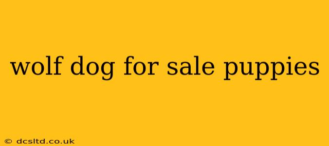 wolf dog for sale puppies