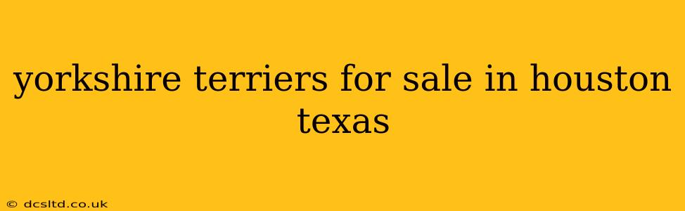 yorkshire terriers for sale in houston texas